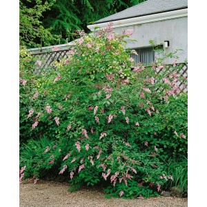 Blühender Syringa Swegiflexa Flieder (100–125 cm) mit zart lila Blüten im Garten.