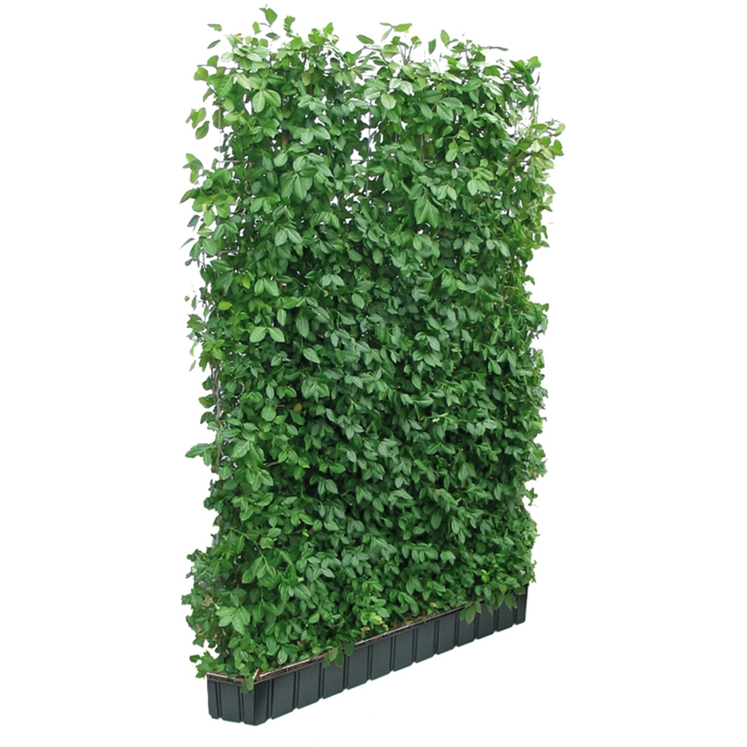 Hecke am laufenden Meter Spindelstrauch 180-120 cm