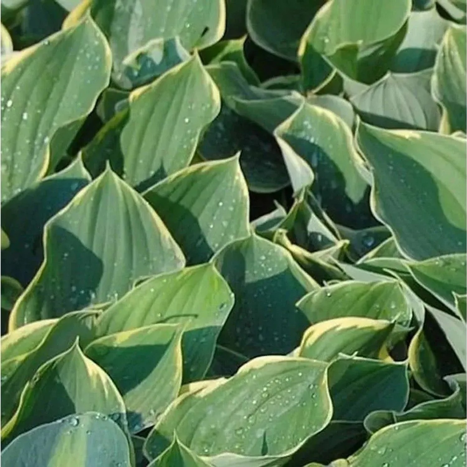 Herzblatt Lilie Sagae - Hosta fluctuans