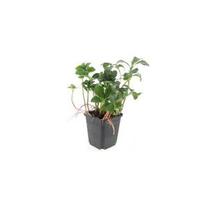 6er Set Exotenherz Bodendecker Schattengrün 'Green Sheen' im 9cm Topf.