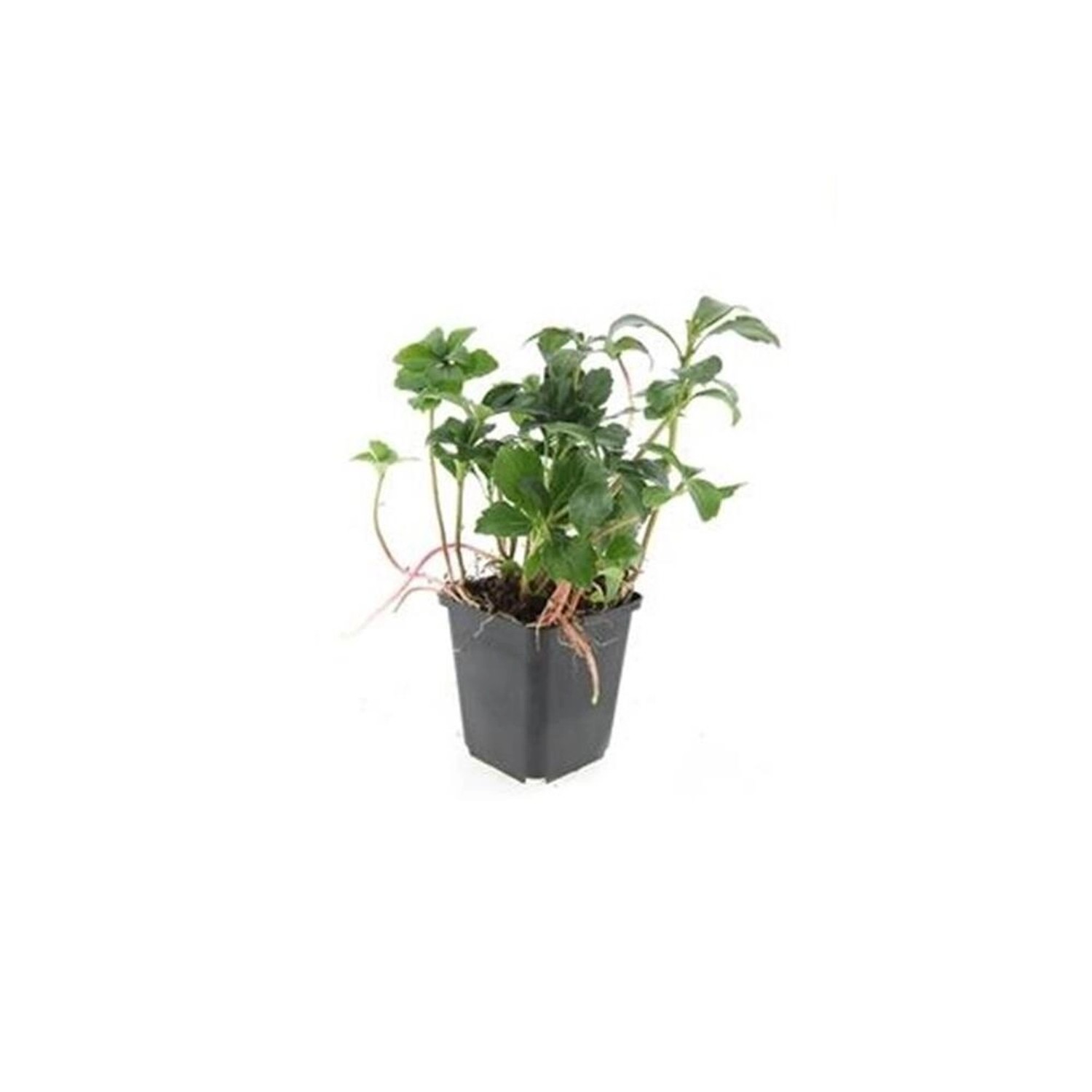 Exotenherz Bodendecker Schattengrün Dickmännchen Pachysandra Green Sheen 9c günstig online kaufen