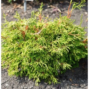 Gelbe Hinoki Scheinzypresse 'Gitte', 15-20 cm, Strauch mit bizarrer Wuchsform.