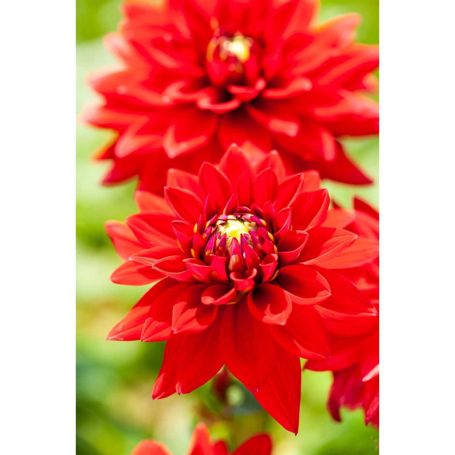 Nahaufnahme der roten Dahlie 'Dahlietta Anna' mit gelber Mitte, ideal für Garten und Balkon.