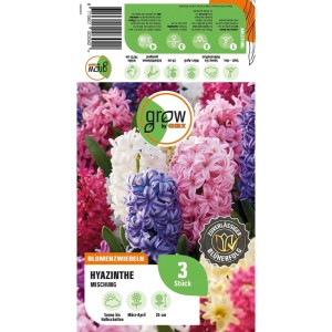GROW by OBI Hyazinthen Mischung 3 Stück Hyacinthus orientalis Mixed