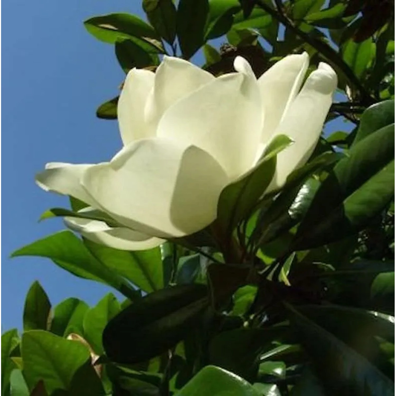 Großblumige Magnolie Little Gem 60-80cm - Magnolia grandiflora