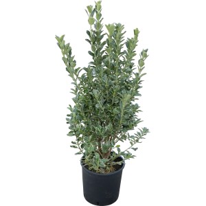 Japanischer Spindelstrauch im Topf, ca. 50-60 cm hoch, verschiedene Sorten mit grün-weiß panaschierten Blättern.