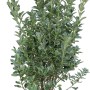 Japanischer Spindelstrauch im Topf, ca. 50-60 cm hoch, verschiedene Sorten mit grün-weiß panaschierten Blättern.