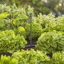 Gardena Verlängerungsrohr 20 cm für Sprühdüsen im Beet, Micro-Drip-System.