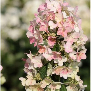 Rispenhortensie Magical Fire 30-40cm - Hydrangea paniculata
