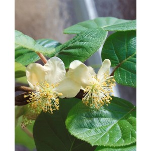 Blühende Kiwibeere 'Kens Red' (Actinidia arguta) mit weißen Blüten und grünen Blättern.