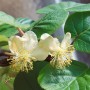 Blühende Kiwibeere 'Kens Red' (Actinidia arguta) mit weißen Blüten und grünen Blättern.