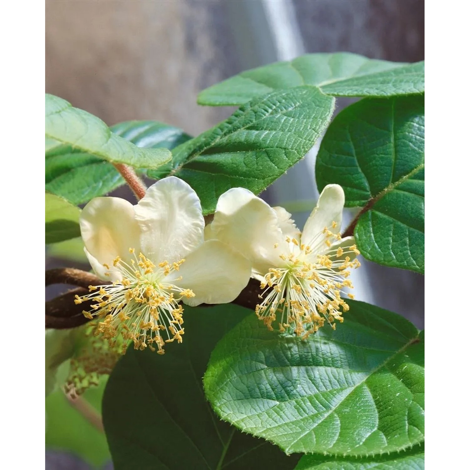 Blühende Kiwibeere 'Kens Red' (Actinidia arguta) mit weißen Blüten und grünen Blättern.