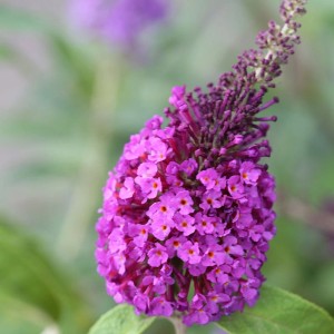 Nahaufnahme einer blühenden, lilafarbenen Schmetterlingsflieder (Buddleja) 'Reve de Papillon Blue'.