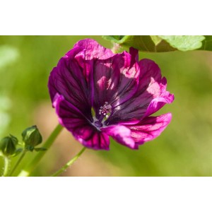 Nahaufnahme einer violetten Wilden Malve (Malva Sylvestris) im Topf.