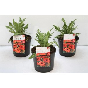 Türkischer Mohn 'Brillant' im 2L Container, leuchtend rote Blüten für Beet und Garten.