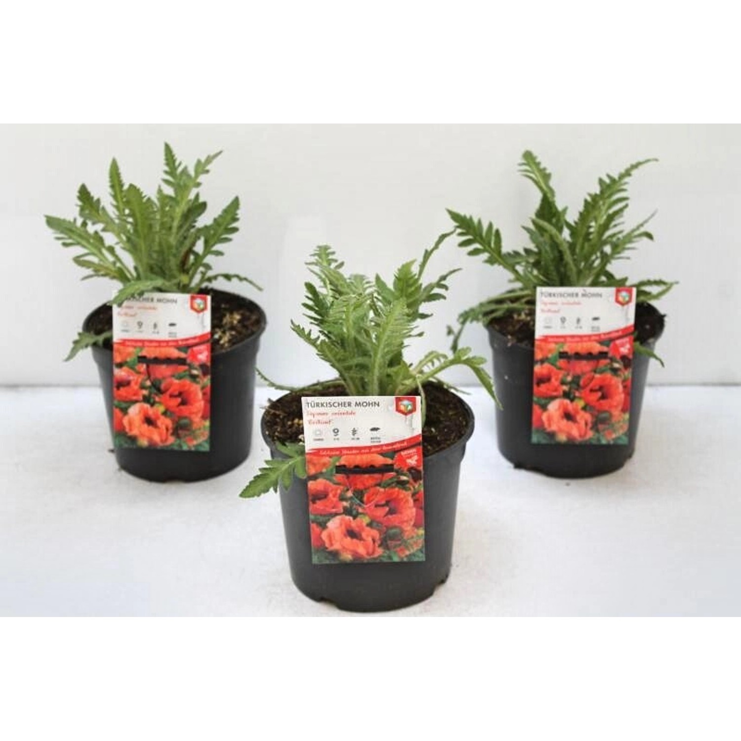 Papaver Orientale Brillant Türkischer Mohn 2 Liter Container günstig online kaufen