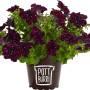 Pottburri Petunie in Sonderfarbe, Topf ca. 13cm, Hängepflanze mit dunklen Blüten und weißen Punkten.