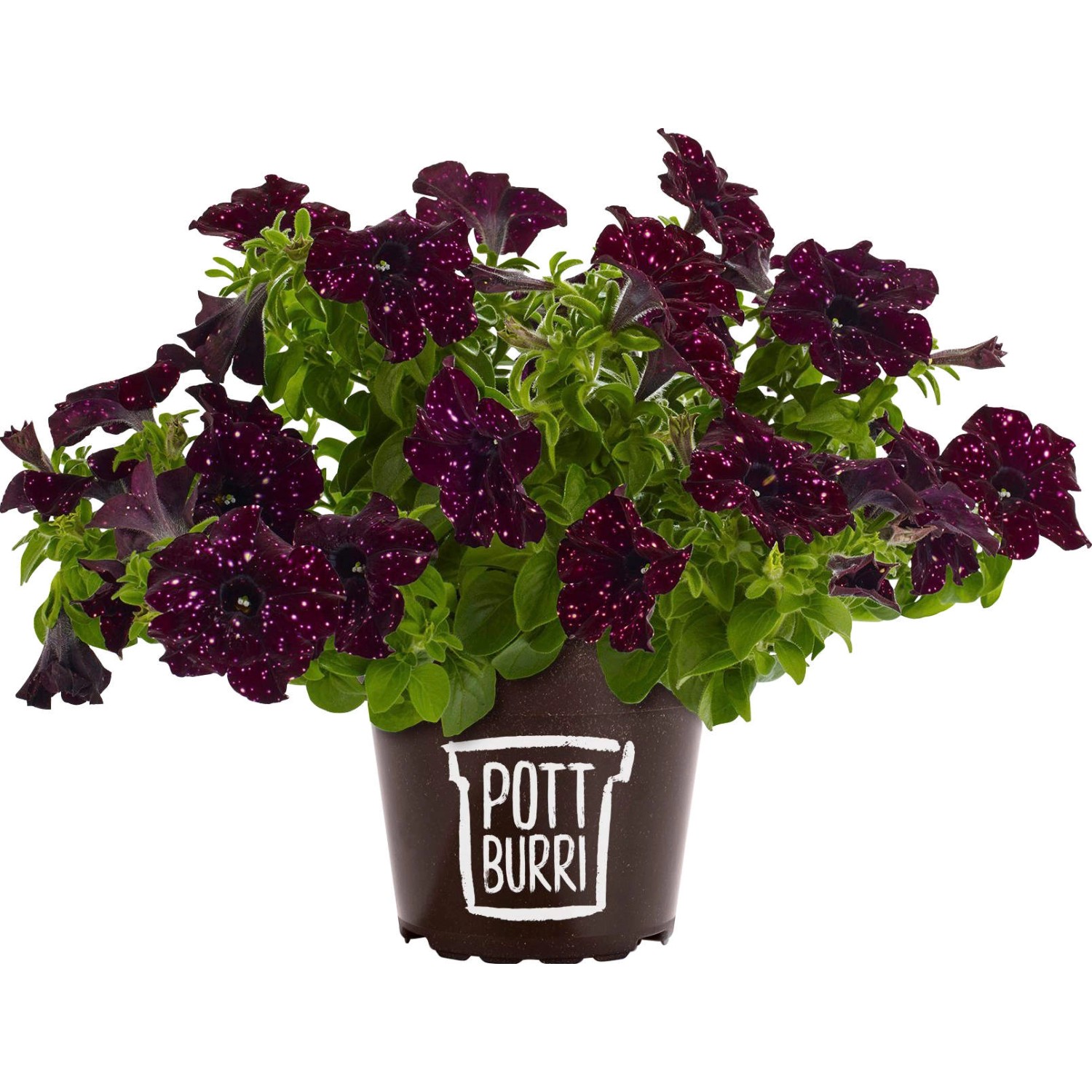 Pottburri Petunie in Sonderfarbe, Topf ca. 13cm, Hängepflanze mit dunklen Blüten und weißen Punkten.