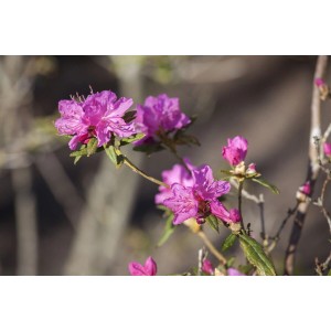 Rosa Rhododendron Dauricum Boskoop Ostara Blüten im Detail.