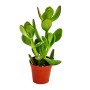 Geldbaum (Crassula portulacea) im braunen 5,5cm Topf, eine grüne Sukkulente.