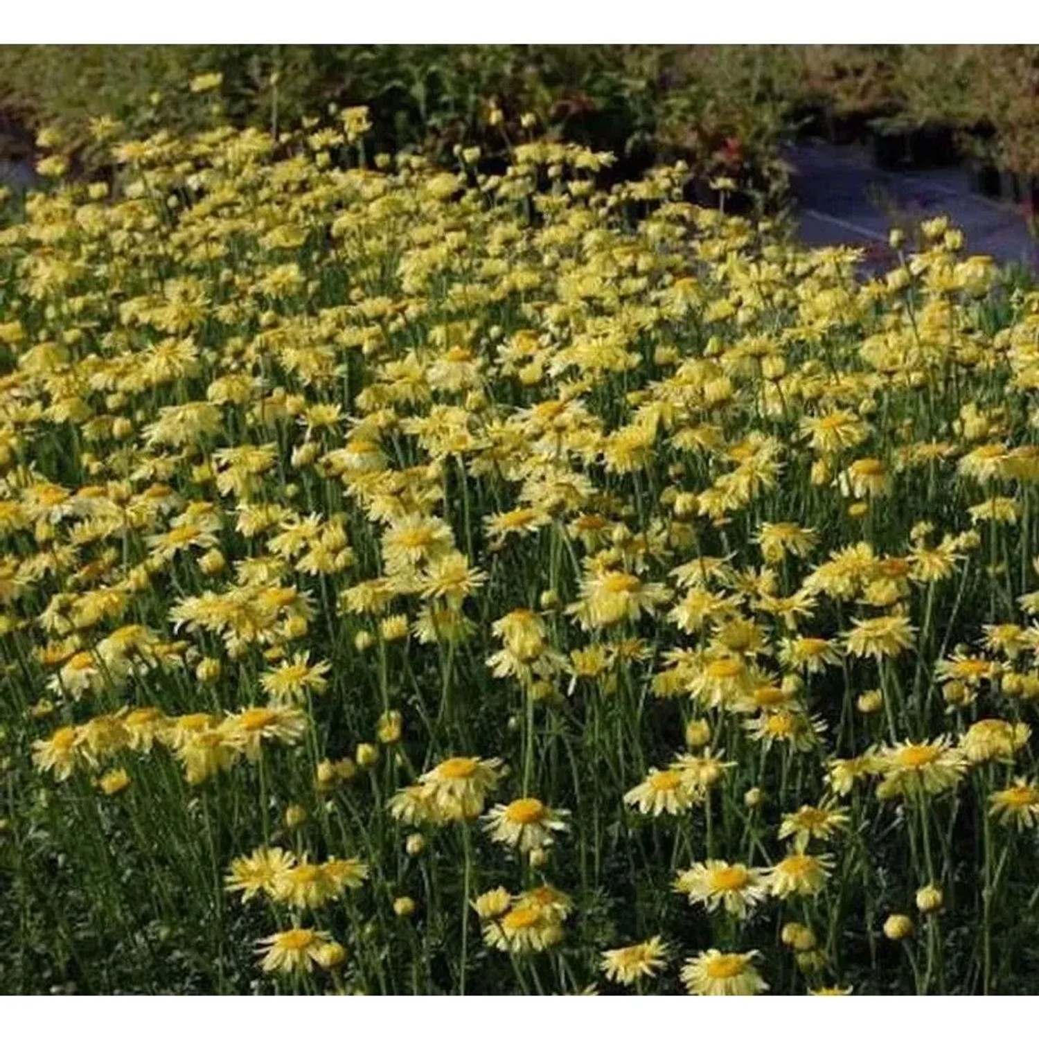 Färberkamille E.C. Buxton - Anthemis tinctoria