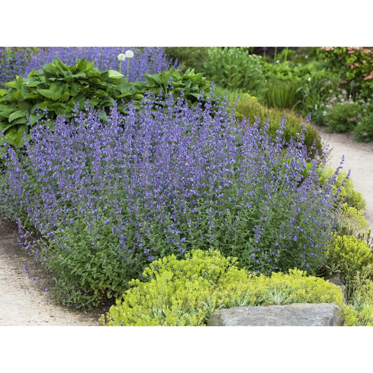 Blühende, blaue Katzenminze (Nepeta) im Gartenbeet. Bienenfreundliche Staude.