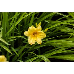 Gelbe Taglilie 'Happy Returns' (Hemerocallis) im Topf, umgeben von grünen Blättern.