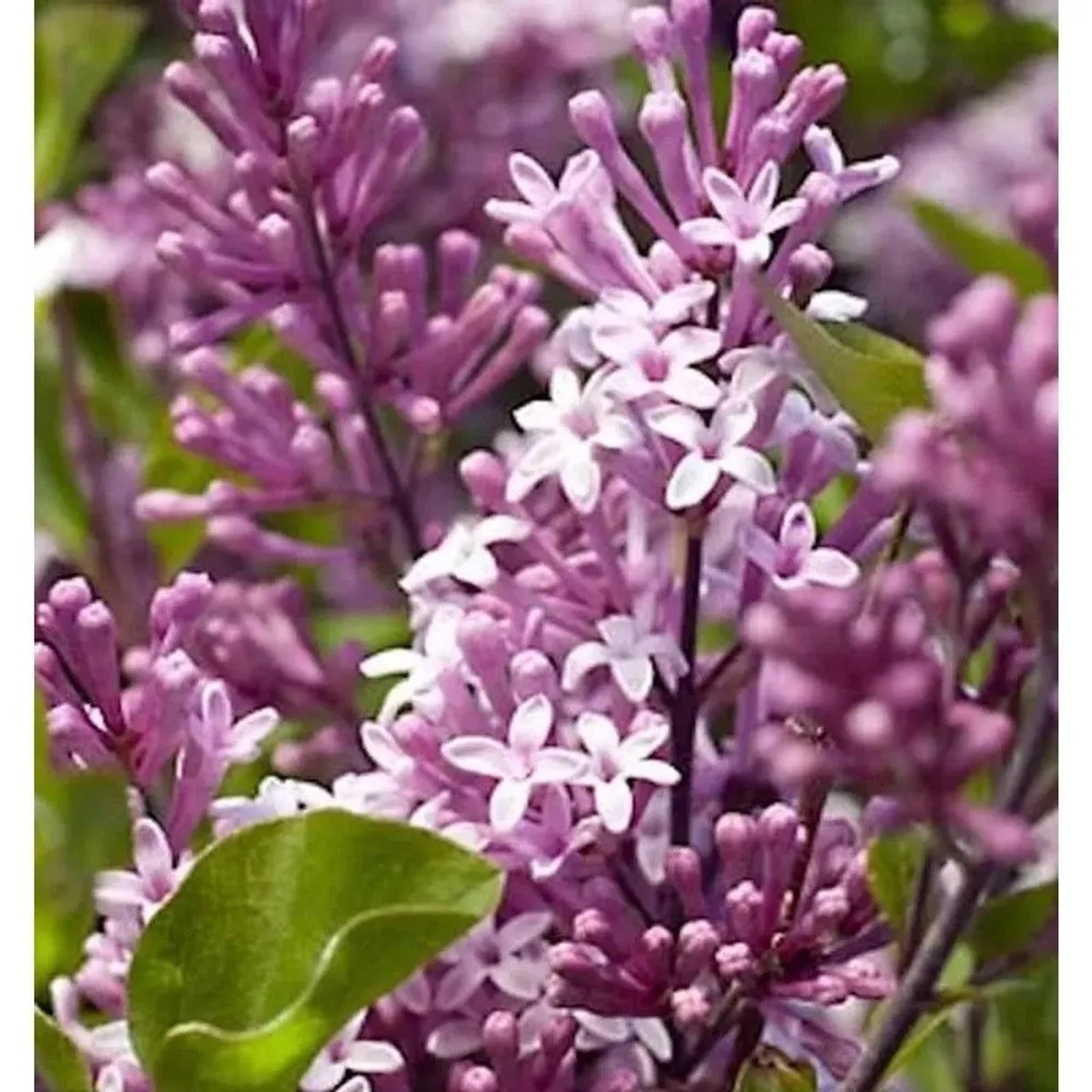 Hochstamm Zwergflieder Meyers Palibin 100-125cm - Syringa meyeri