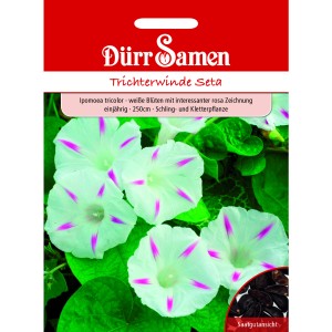 Dürr Samen Trichterwinde Seta: Weiße Blüten mit rosa Zeichnung, ideal für Zäune und Pergolen.