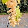 Weinrebe Glenora mit gelben Trauben, ca. 60-80 cm hoch.