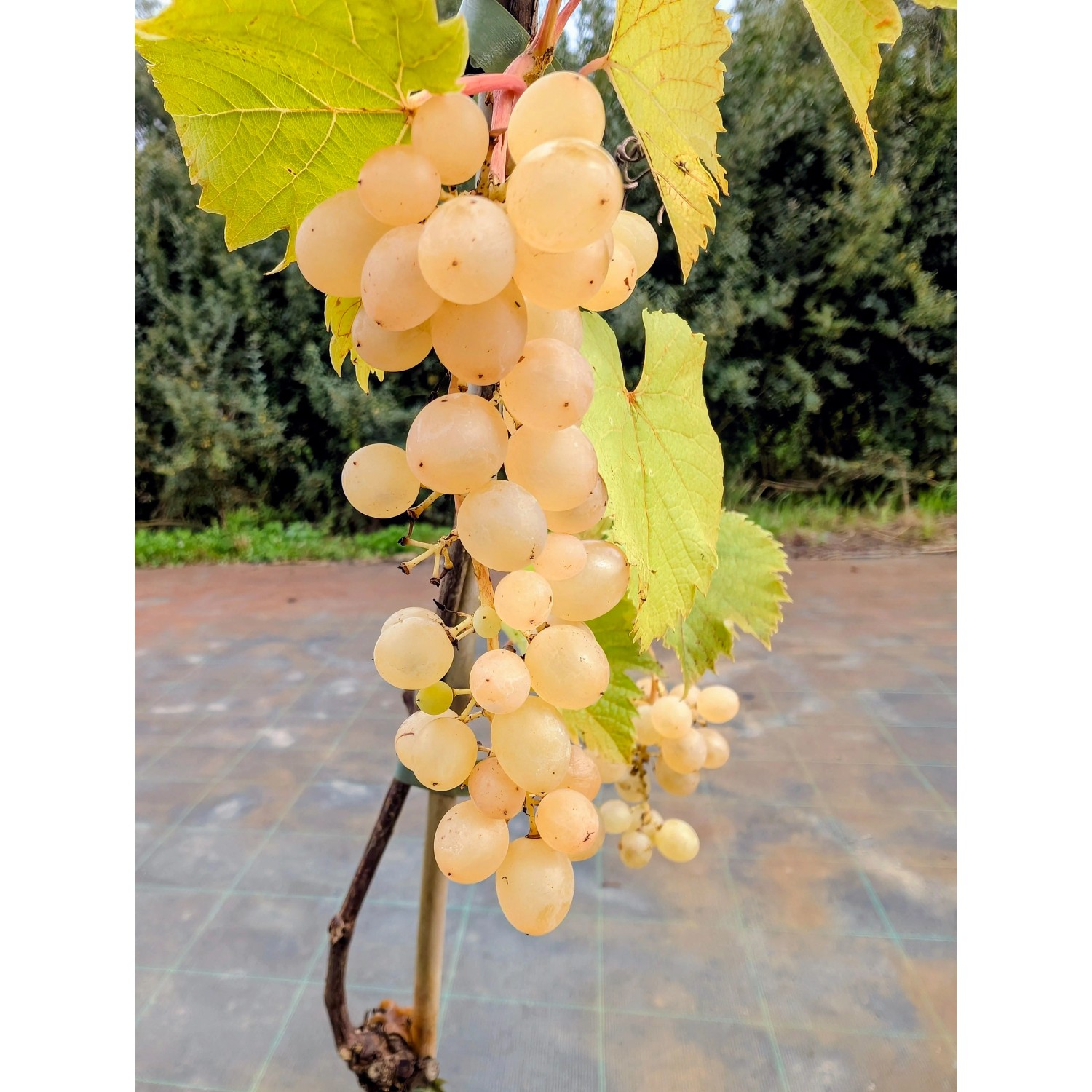 Weinrebe Glenora, gel 60 - 80 cm Vitis vinifera