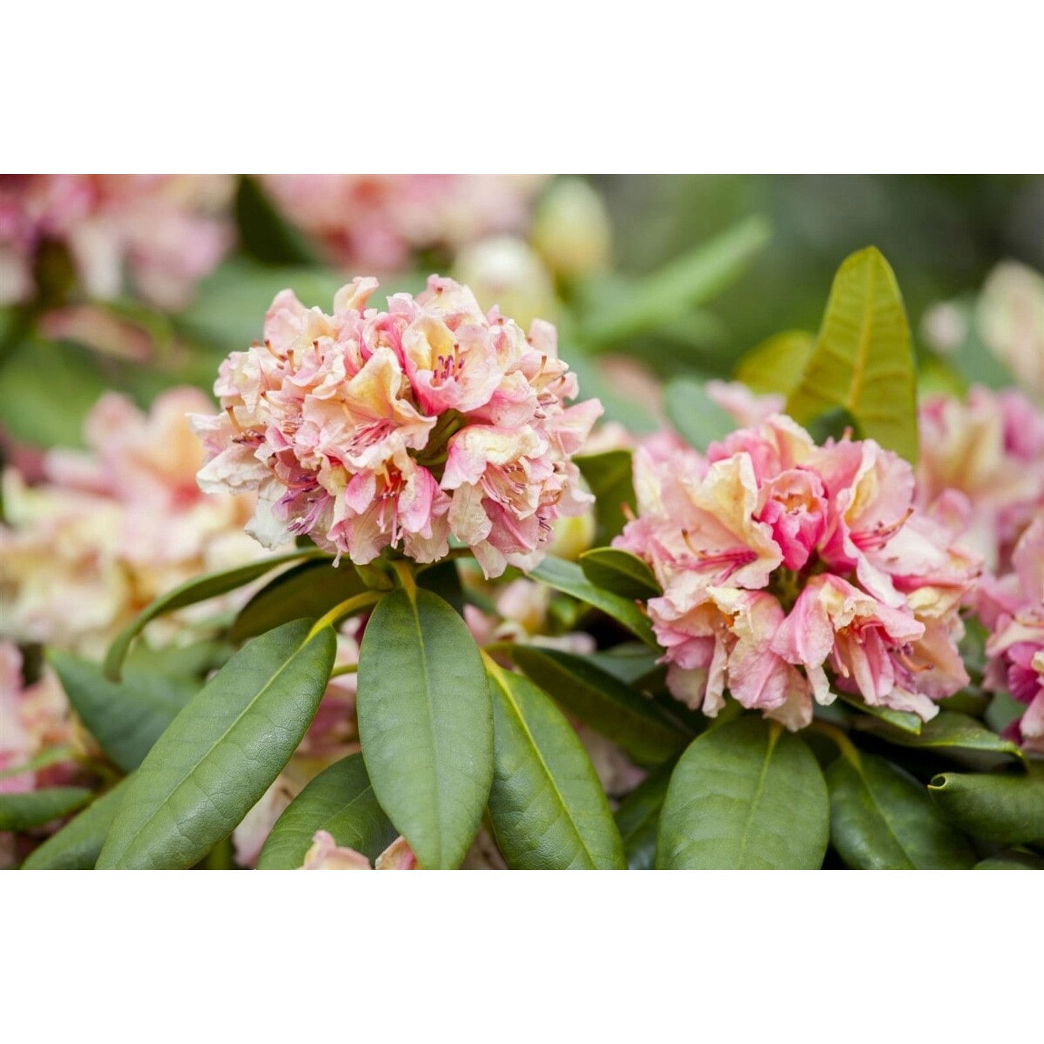 Rhododendron Hybr. Brasilia Rosa Blüten 40–50 cm günstig online kaufen
