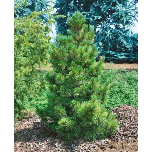 Junge, grüne Zirbelkiefer (Pinus Cembra), ca. 30-40 cm hoch, im Garten.