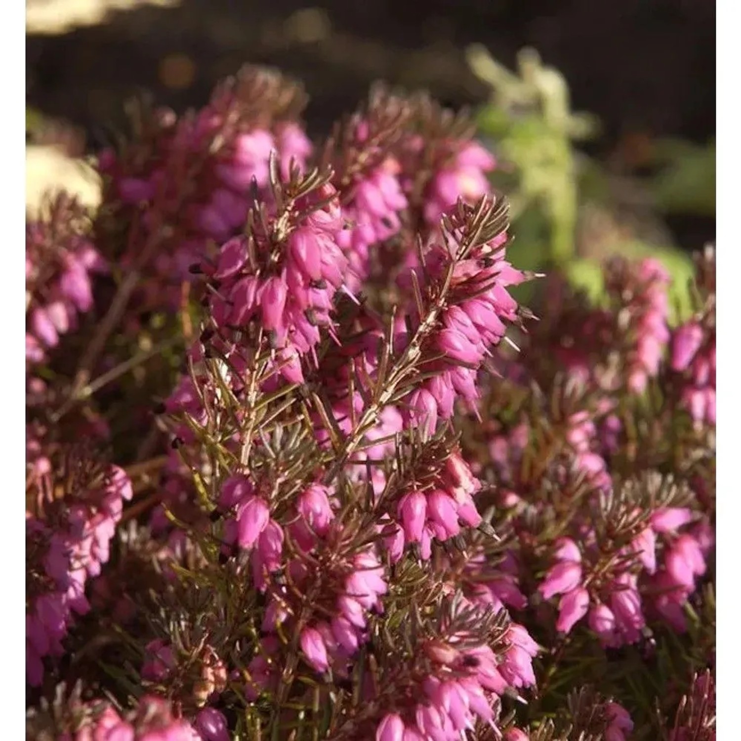 10x Winterheide Nathalie - Erica carnea
