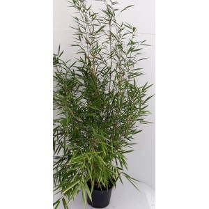 Pflanzen-Boering Fargesia Jumbo, 90-100 cm hoch, im Topf. Gartenbambus für Hecke und Sichtschutz.