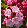 Nahaufnahme des Berglorbeer Ostbo Red (Kalmia latifolia) mit rosa Blüten und Knospen.