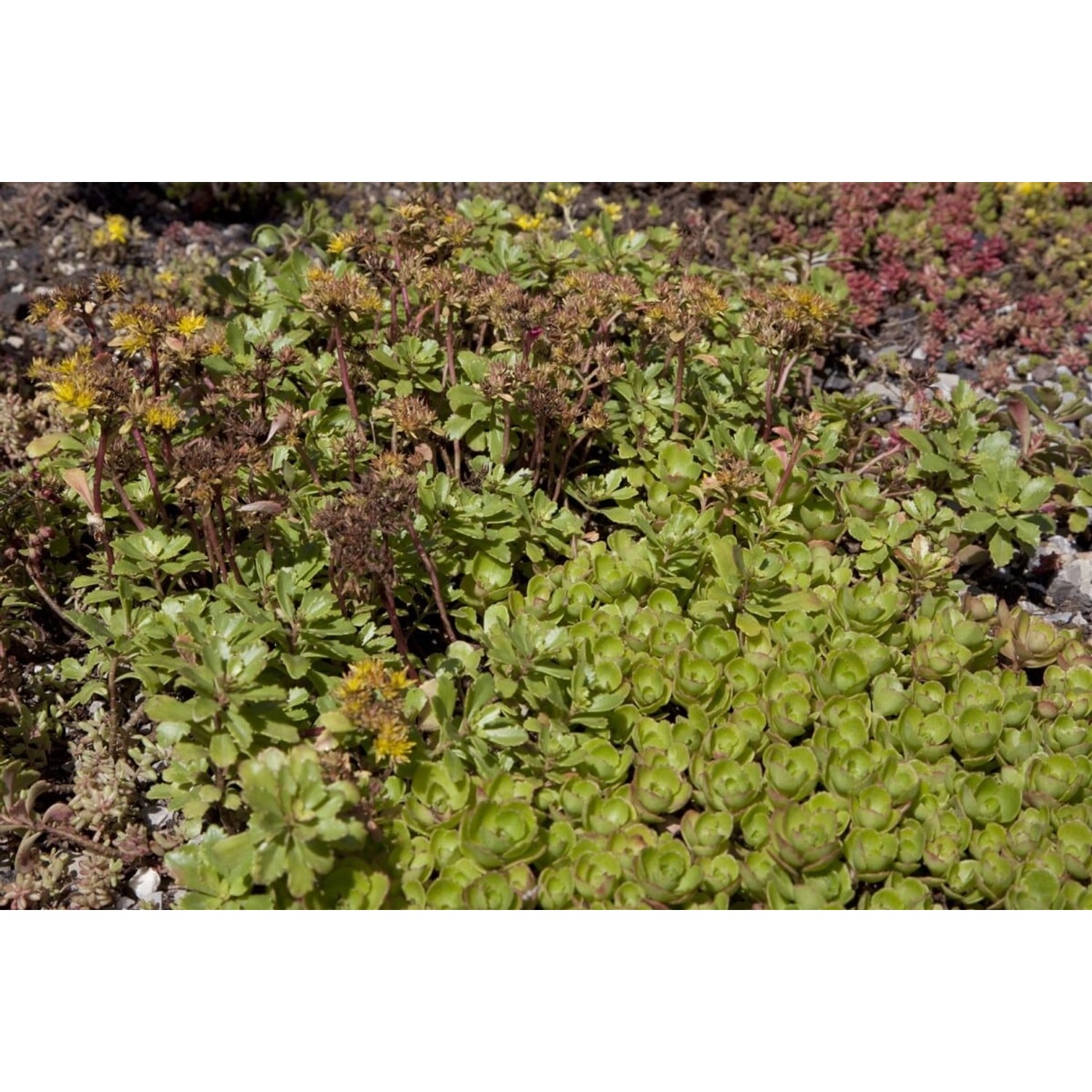 Sedum Spurium Teppichsedum Ca. 9x9 cm Topf Pflegeleicht günstig online kaufen