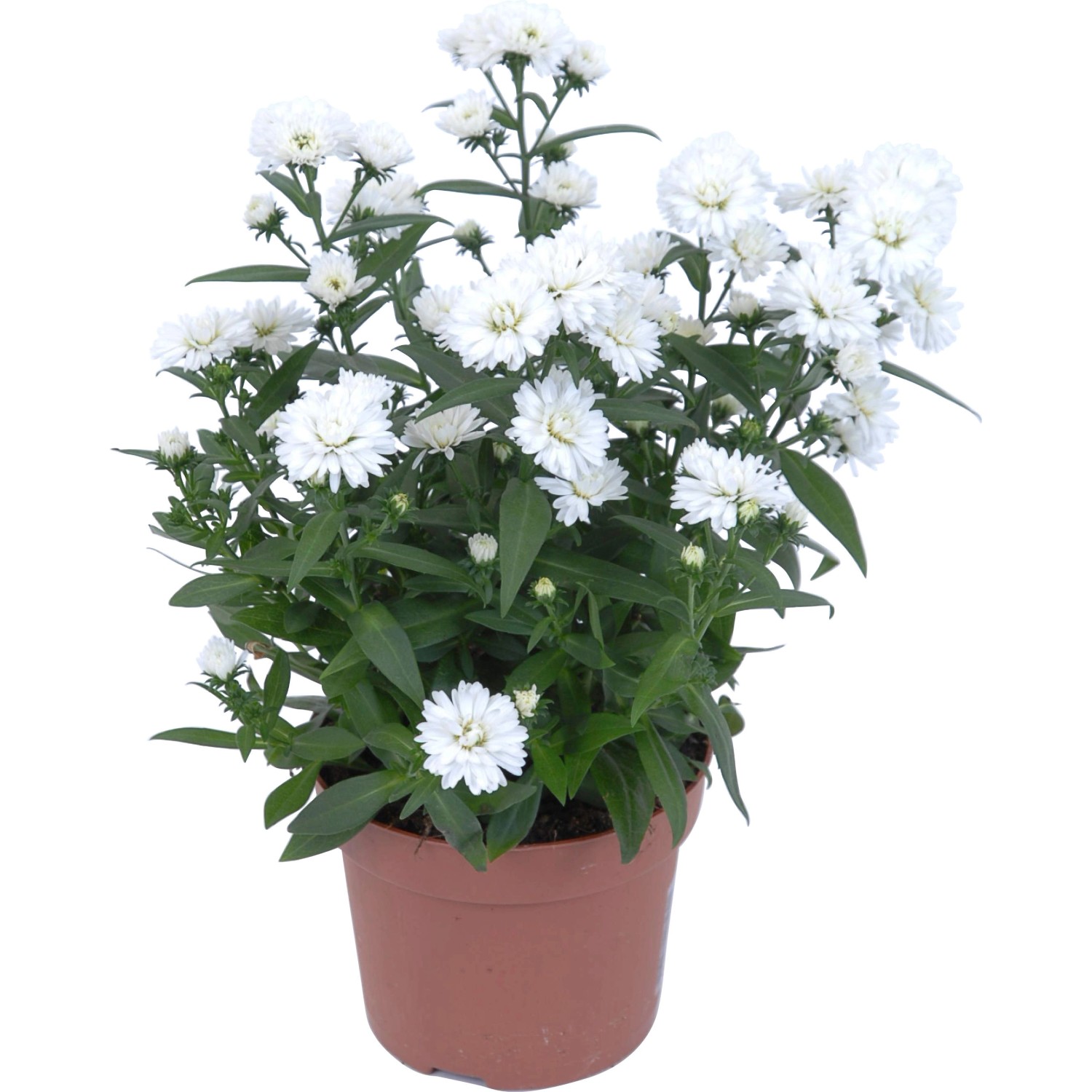 GlattblattAster Weiß TopfØ ca. 11 cm Aster kaufen bei OBI