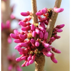 Nahaufnahme: Chinesischer Judasbaum Avondale Hochstamm mit pinkfarbenen Blütenknospen am Stamm.