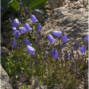 Nahaufnahme der blauen Blüten der Zwergglockenblume (Campanula cochleariifolia) im Steingarten.