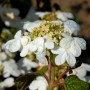 Nahaufnahme des Japanischen Schneeballs 'Summer Snowflake' mit weißen Blüten.