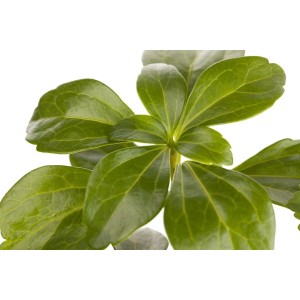 Detailaufnahme: Pachysandra 'Compacta' (Dickmännchen) im 9x9 cm Topf, immergrüner Bodendecker.