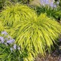 Japanisches Berggras 'All Gold' (Hakonechloa macra) mit gelb-grünen Blättern im Garten.