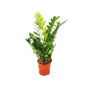 Zamioculcas Zimmerpflanze im 14cm Topf, grüne Blätter.