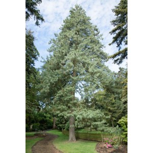 Himalaya-Kiefer Pinus Wallichiana, ca. 70-80 cm hoch, mit blaugrünen Nadeln im Garten.