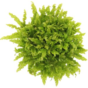 Dennerle Plants Pogostemon Helferi, Aquariumpflanze für den Vordergrund, grüne Blätter.