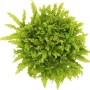Dennerle Plants Pogostemon Helferi, Aquariumpflanze für den Vordergrund, grüne Blätter.