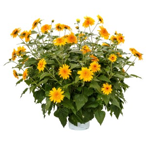 Gelbe Sonnenblume 'Sunfinity Double Yellow' im Topf (ca. 17 cm Ø).