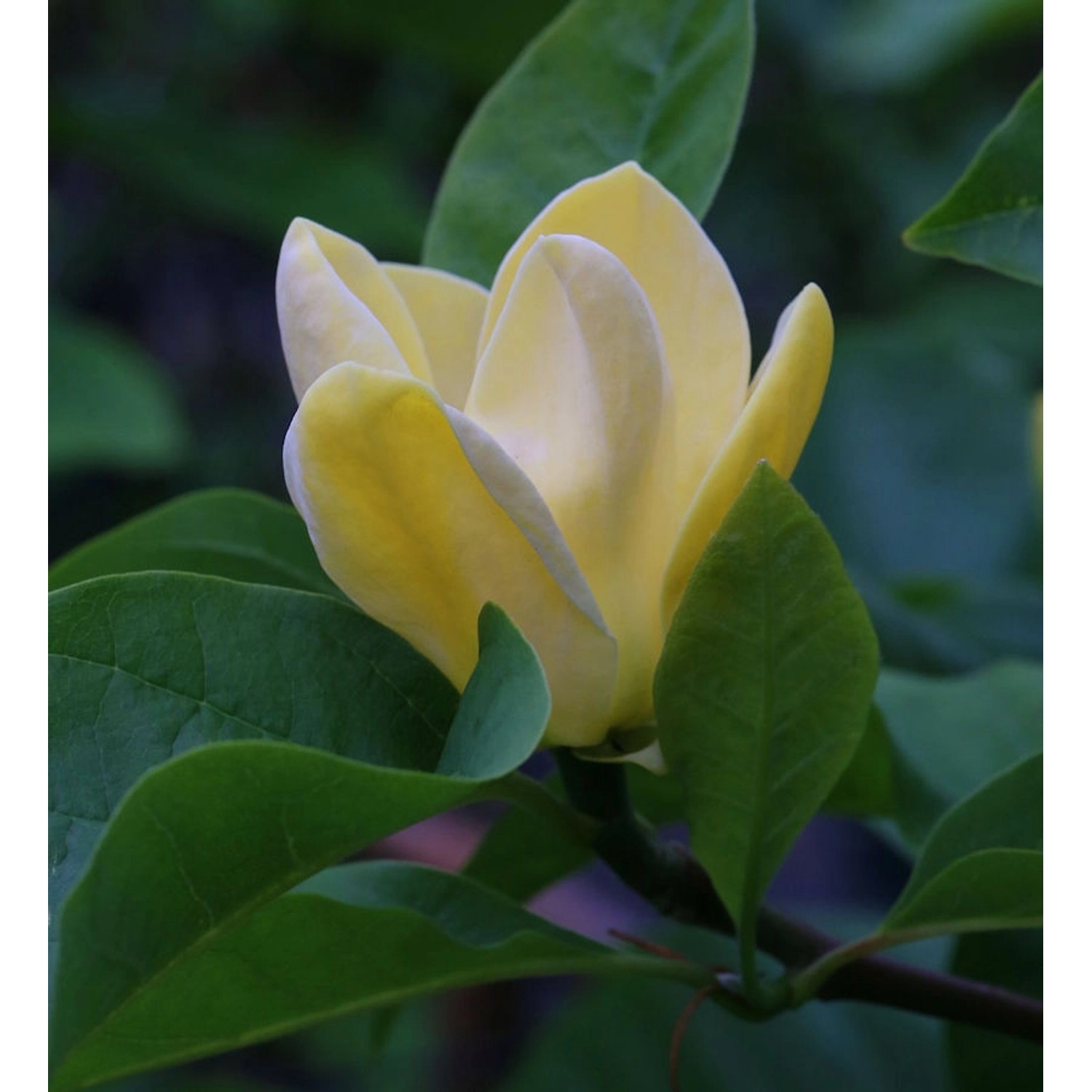 Magnolie Blue Opal 60-80cm - Magnolia acuminata günstig online kaufen