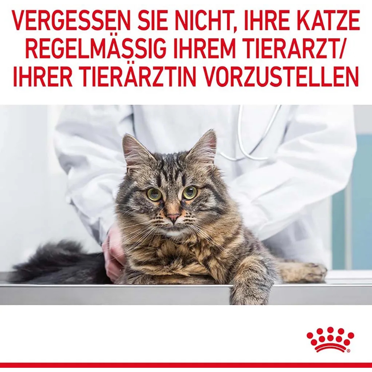 Katze beim Tierarzt, Royal Canin Light Weight Care Feuchtfutter für übergewichtige Katzen.